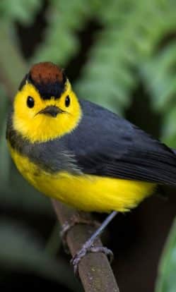 Tours de observación de aves en Guatemala
