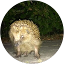 Tim Jespersen profile picture